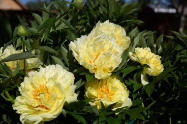 Sarı Peony Melezi 