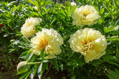 Sarı Peony Melezi 
