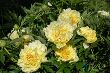 Sarı Peony Melezi 