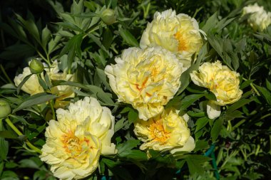 Sarı Peony Melezi 