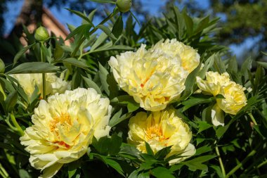 Sarı Peony Melezi 