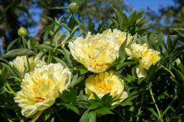 Sarı Peony Melezi 