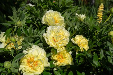 Sarı Peony Melezi 