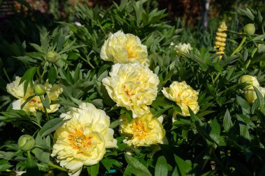 Sarı Peony Melezi 