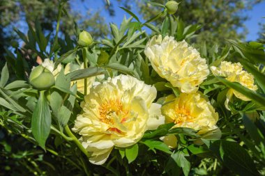 Sarı Peony Melezi 