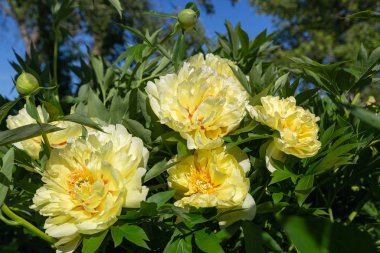 Sarı Peony Melezi 