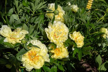Sarı Peony Melezi 
