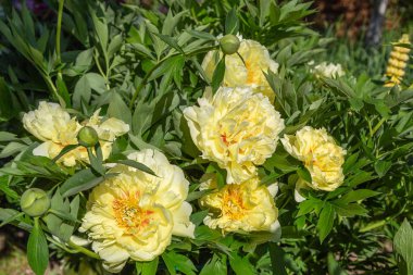Sarı Peony Melezi 