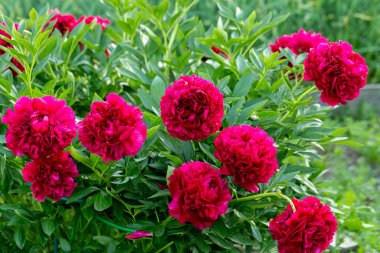 Paeonia Bahçede Eski Sadık