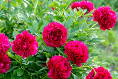 Paeonia Bahçede Eski Sadık