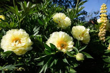 Sarı Peony Melezi 