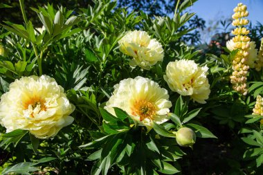 Sarı Peony Melezi 