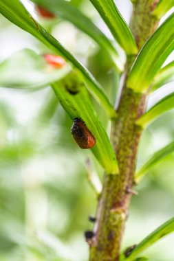 Lily böceği (Lilioceris lilii), bir yaprağın üzerinde oturur.