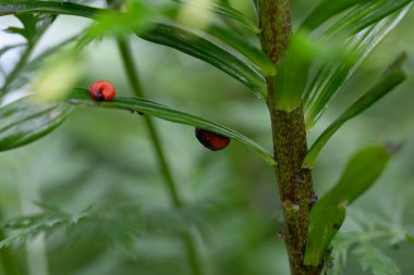 Lily böceği (Lilioceris lilii), bir yaprağın üzerinde oturur.