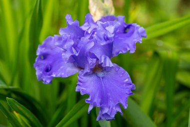 Iris Barbata 