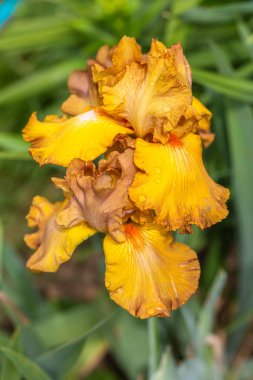 İlkbahar bahçesinde Iris Barbata Tabac Sarışını