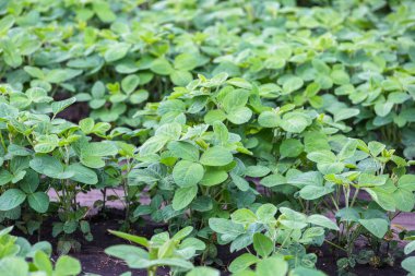 Baharda tarlada taze yeşil soya bitkileri. 