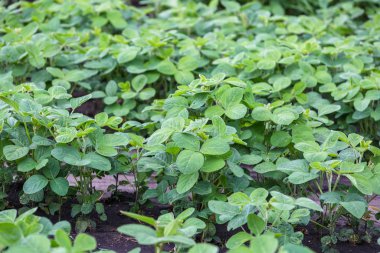 Baharda tarlada taze yeşil soya bitkileri. 