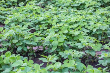 Baharda tarlada taze yeşil soya bitkileri. 