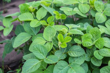 Baharda tarlada taze yeşil soya bitkileri. 