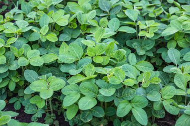 Baharda tarlada taze yeşil soya bitkileri. 