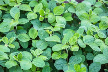 Baharda tarlada taze yeşil soya bitkileri. 