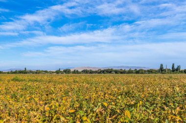 Soya fasulyesi yakın çekim. Tarlada soya fasulyesi. Olgun soya tohumları, yakın çekim, organik tarım ürünleri.