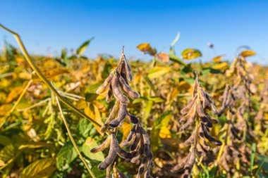 Soy bean close up. Soybean in field. Ripe soybean pods close up, cultivated organic agricultural crop clipart