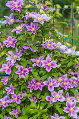 Clematis Piilu grows on a trellis clipart