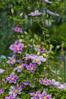 Clematis Piilu grows on a trellis clipart