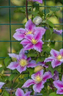 Clematis Piilu çardakta yetişiyor.