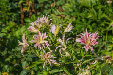 Doğulu Terry Lilium Bahçede Tatlı Rosy 