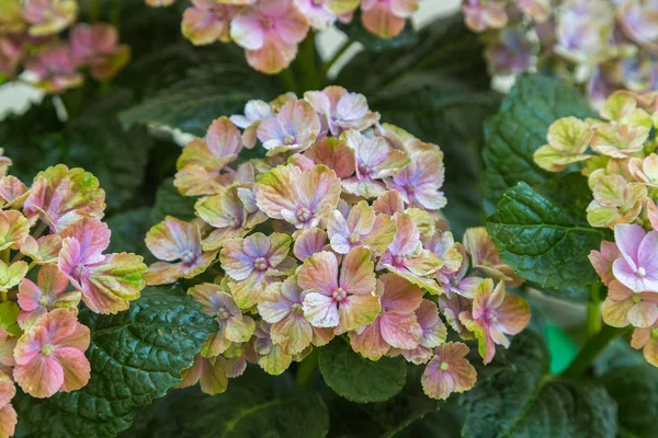 Hydrangea Makrophylla Sihirli Ametist Hokomathyst — Stok fotoğraf