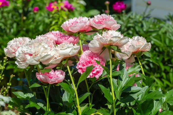 Paeonia Etched Lax Trädgården — Stockfoto