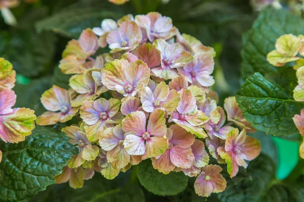 Hydrangea Makrophylla Sihirli Ametist Hokomathyst — Stok fotoğraf