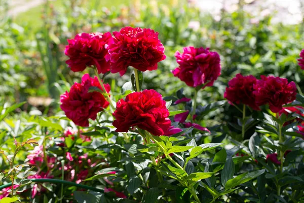 Paeonia Bahçede Eski Sadık