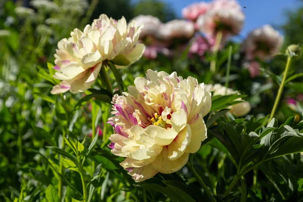 Paeonia Itoh Hybrids Lolliepop Весняному Саду — стокове фото