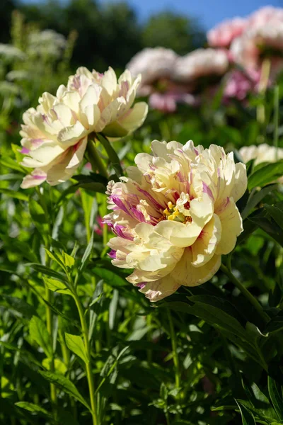 Paeonia Itoh Hybrids Lolliepop Весняному Саду — стокове фото