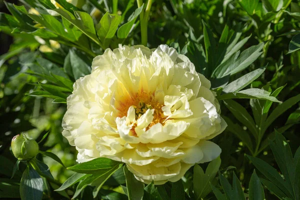 Sarı Peony Melezi 