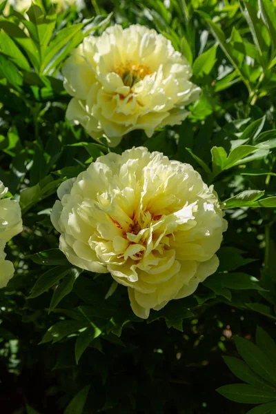 Sarı Peony Melezi 