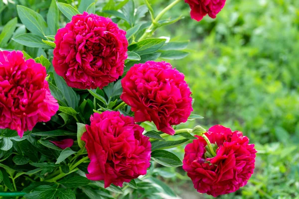 Paeonia Old Faithful Ogrodzie — Zdjęcie stockowe