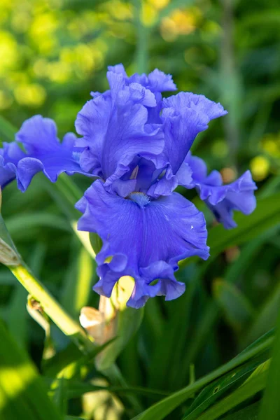 Iris Barbata Mar Báltico Jardim — Fotografia de Stock