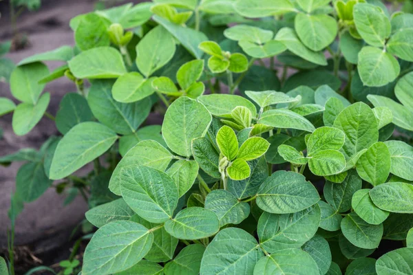 Baharda tarlada taze yeşil soya bitkileri. 