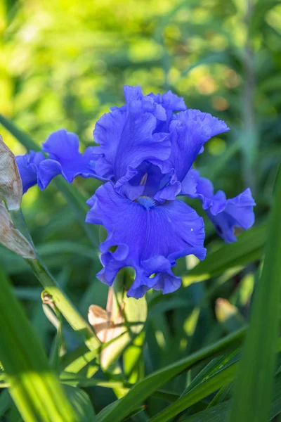 Iris Barbata Ostsee Garten — Stockfoto