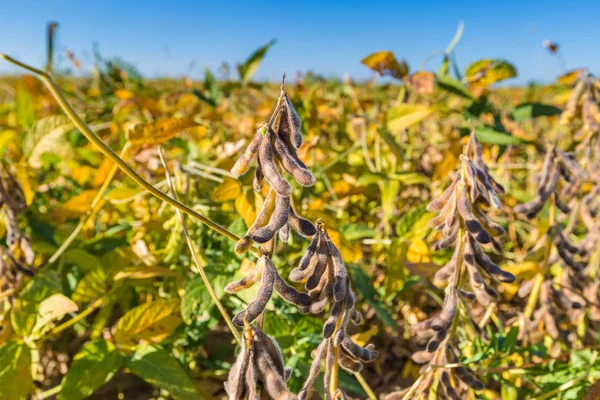 Soy bean close up. Soybean in field. Ripe soybean pods close up, cultivated organic agricultural crop