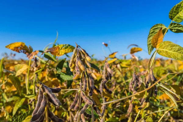 Soy bean close up. Soybean in field. Ripe soybean pods close up, cultivated organic agricultural crop