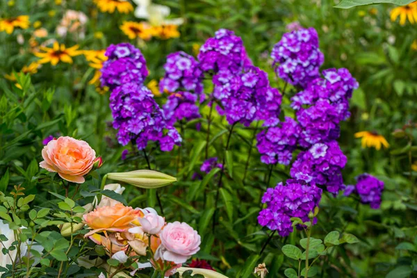 Phlox Paniculata Garten — Stockfoto