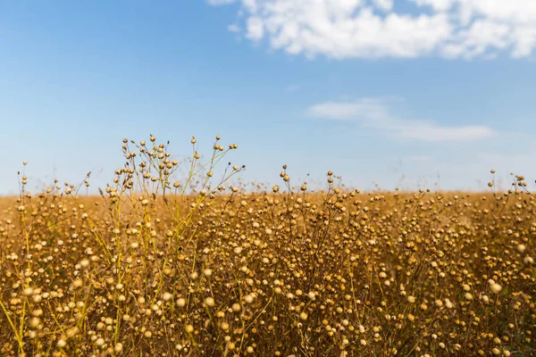 Flachsfeld Während Der Ernte — Stockfoto