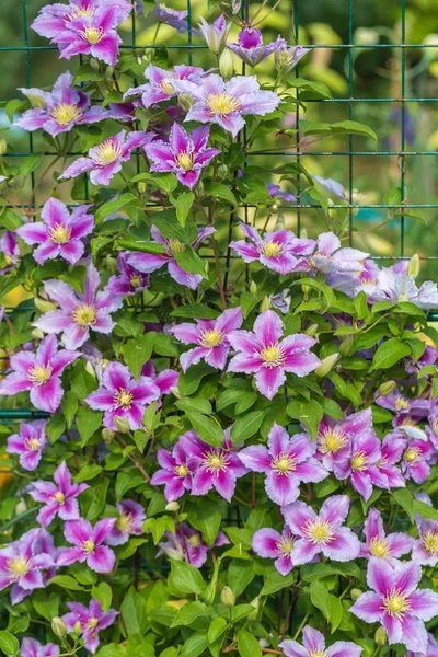 Clematis Piilu Grows Trellis — Stock Photo, Image