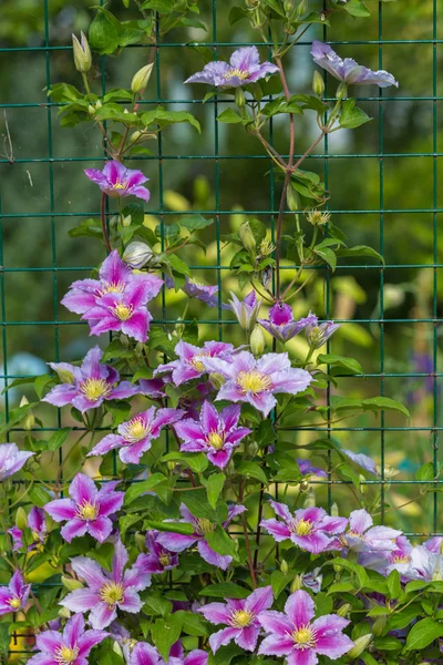 Clematis Piilu Grows Trellis — Stock Photo, Image